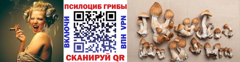 купить наркотики цена  Баксан  Галлюциногенные грибы Cubensis 